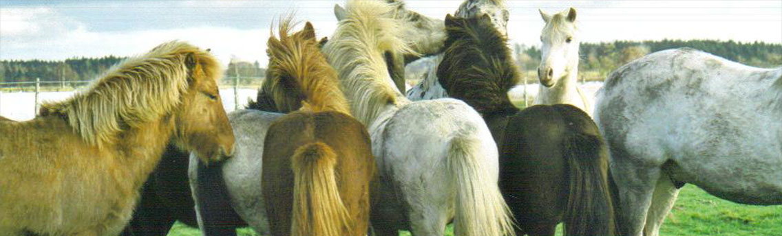 Osteopathie bei Pferden in Lütjenburg und Kellinghusen